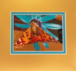 Bright Butterfly